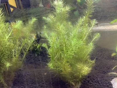 ​​Mayaca Fluviatilis