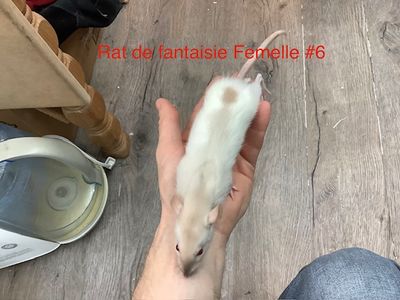 ​Female Fantasy Rat #6 from our kennel. Very manipulable.