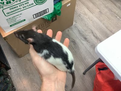 Female Fantasy Rat #6 from our kennel. Very manipulable. Female Fantasy Rat #6 from our kennel. Very manipulable.