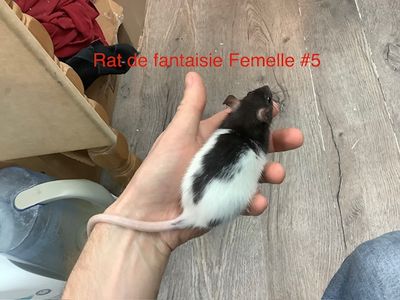 ​Female Fantasy Rat #5 from our kennel. Very manipulable.