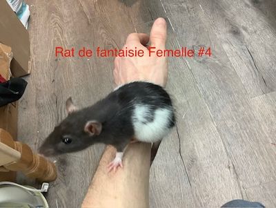 ​Female Fantasy Rat #4 from our kennel. Very manipulable.