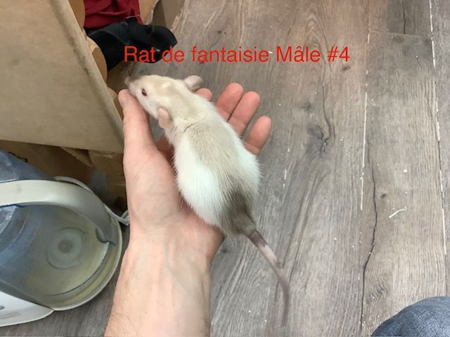 Male Fantasy Rat #4 from our kennel. Very manipulable.