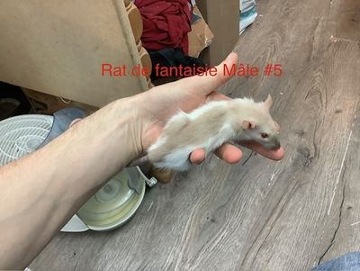 Male Fantasy Rat #5 from our kennel. Very manipulable.