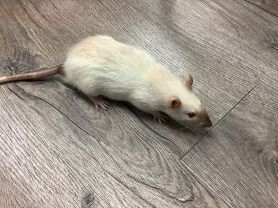 Male Fantasy Rat #5 from our kennel. Very manipulable. Male Fantasy Rat #5 from our kennel. Very manipulable.