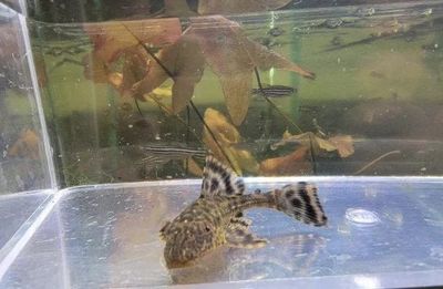 Pléco Ancistrus Cucuta Black L149 Ancistrus brevifilis