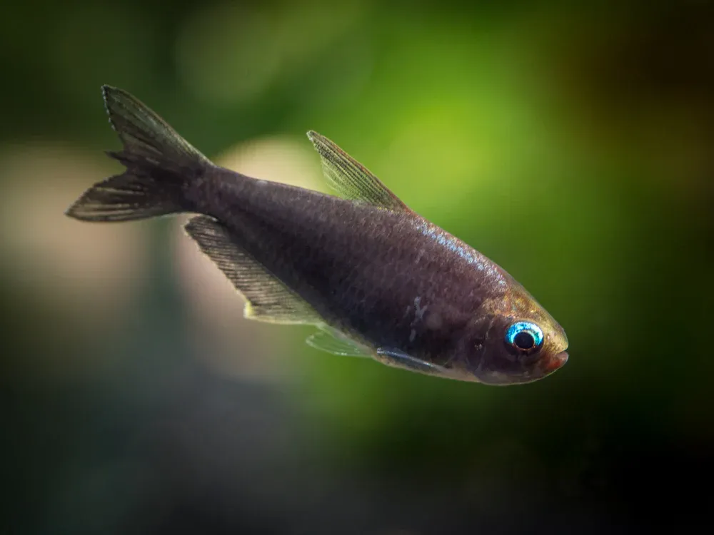 Black Emperor Tetra (Big)