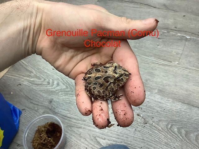 Horned Frog Pacman Chocolat