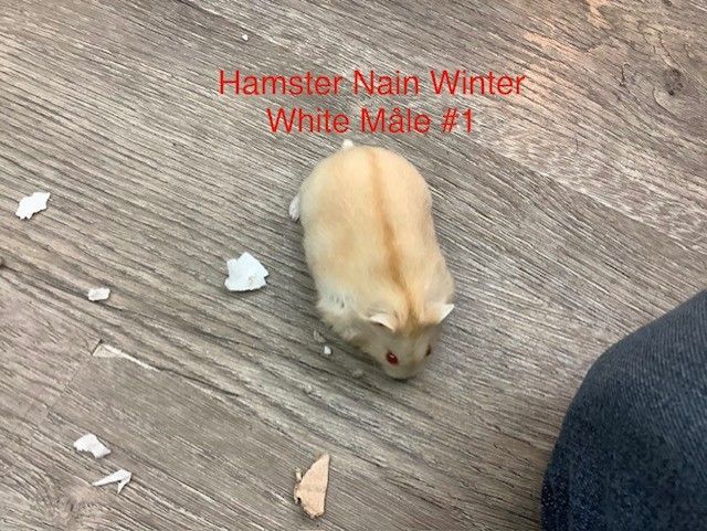 Dwarf Winter White Male #1 Hamster