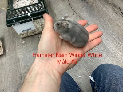 Dwarf Winter White Male #2 Hamster