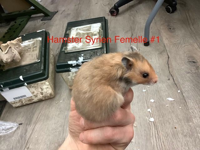 Syrian Hamster Female #1