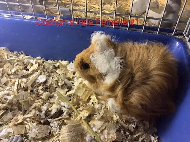 Female Guinea Pig #1