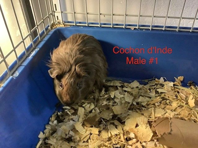 Male Guinea Pigs #1