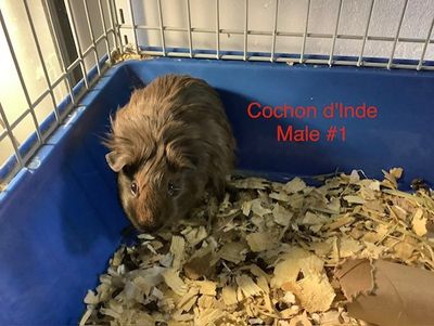 Male Guinea Pigs #1
