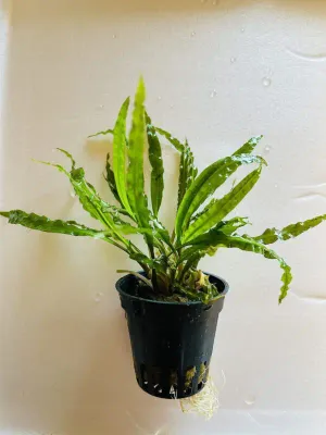Cryptocoryne Balansae