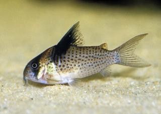 Corydoras Wotroi
