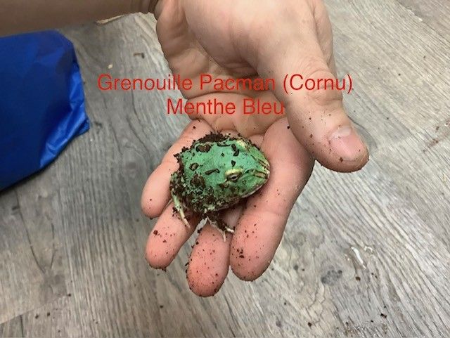 Horned Frog Pacman Blue Mint