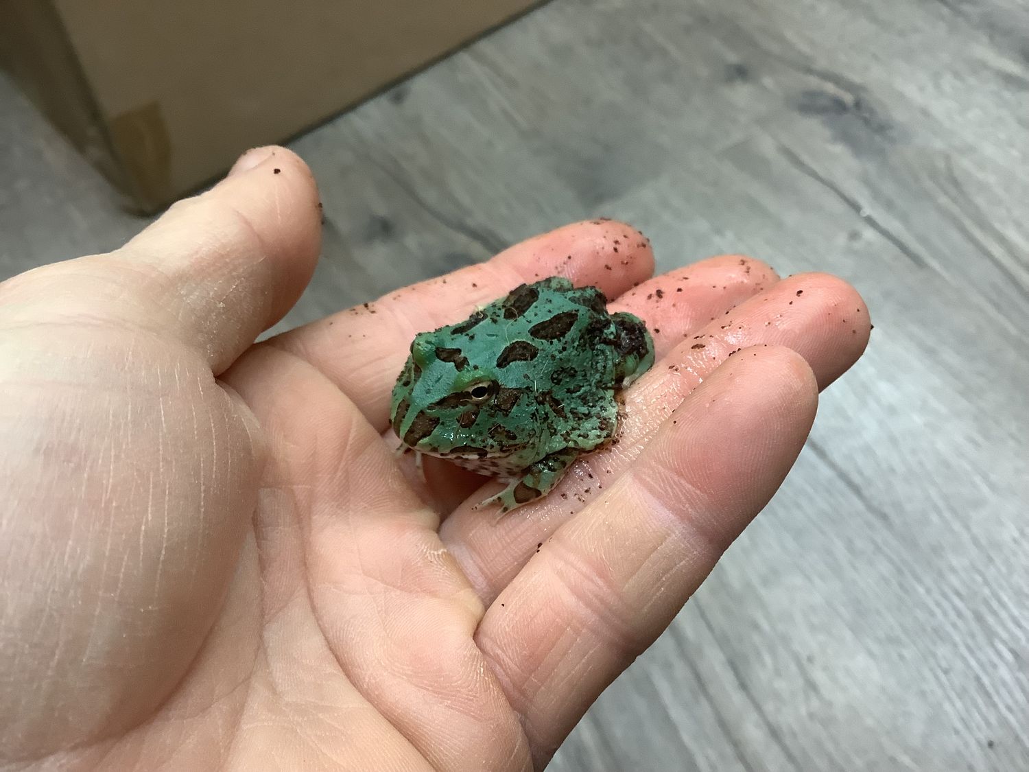 Horned Frog Pacman Blue Mint #1