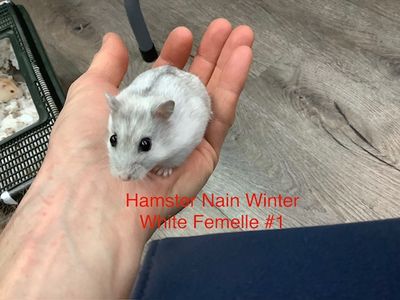 Dwarf Winter White Female #1 Hamster