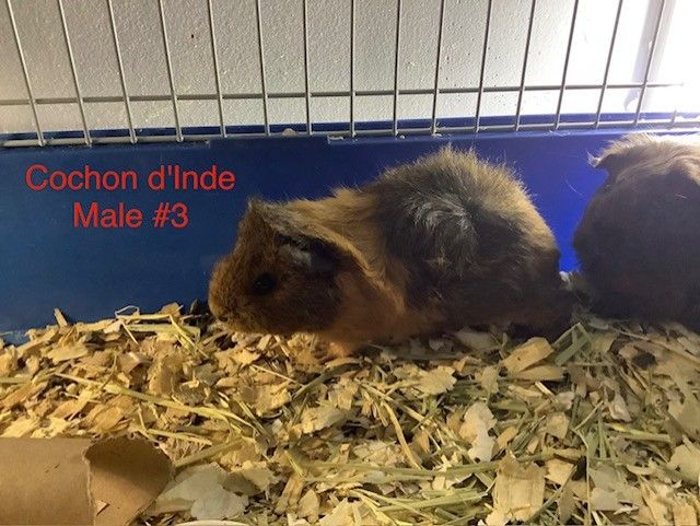 Male Guinea Pigs #3