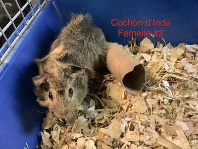Female Guinea Pig #2