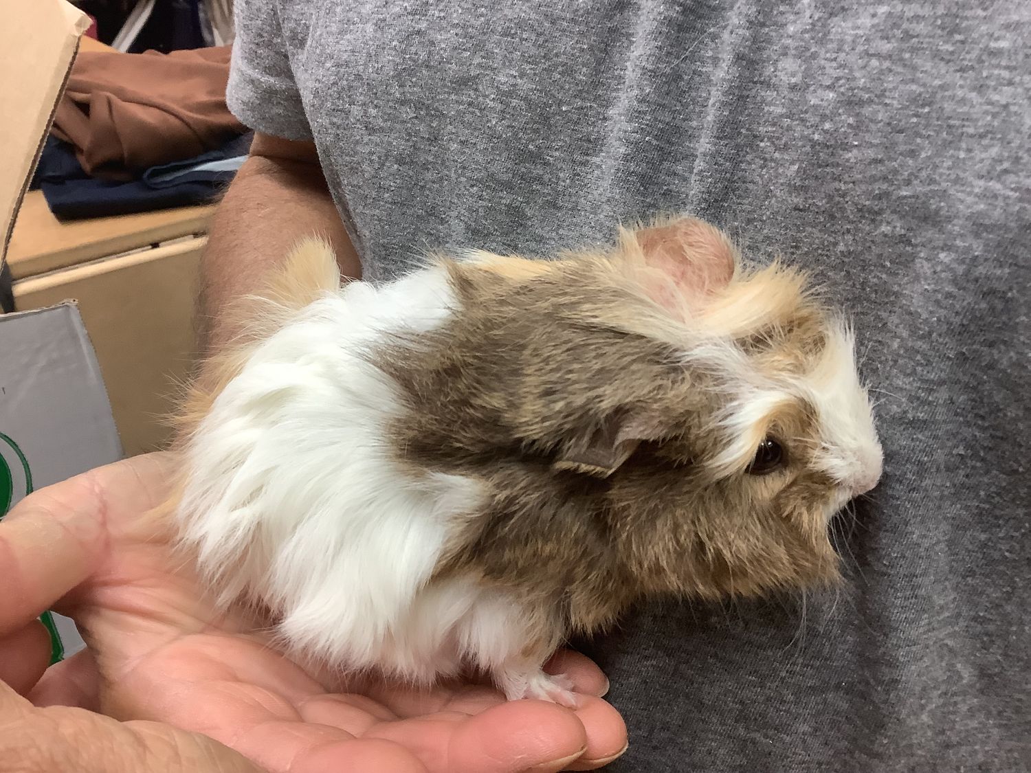 Female Guinea Pig #1