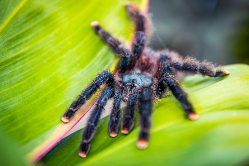 Pink-toed tarantula