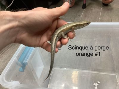 Orange-throated Skink #1