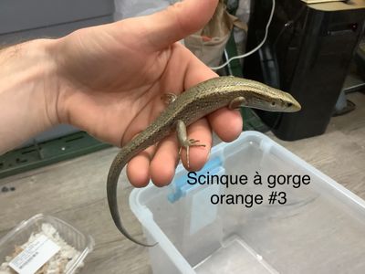 Orange-throated Skink #3