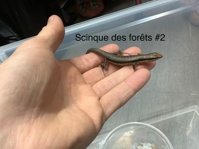 Forest Shink Sphenomorphus Maculatus #2