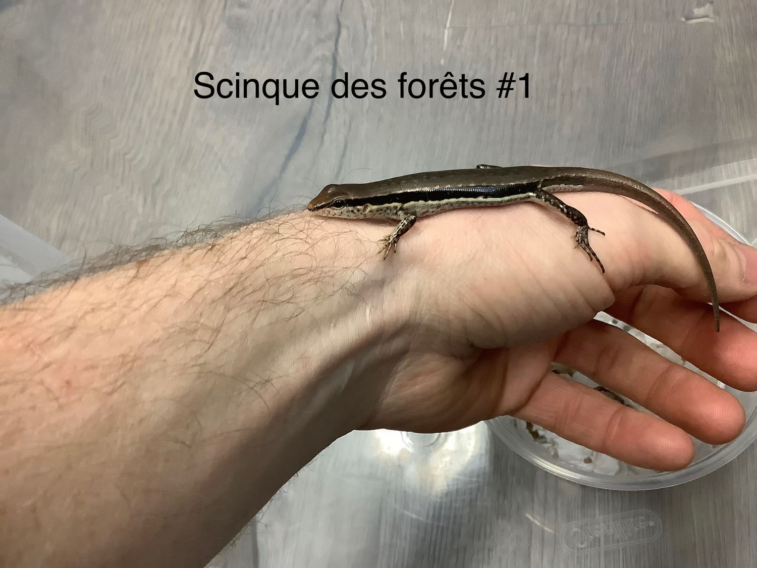 Forest Shink Sphenomorphus Maculatus #1