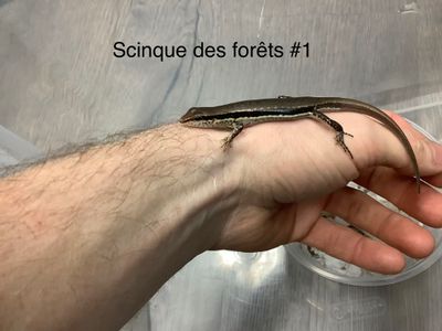Forest Shink Sphenomorphus Maculatus #1