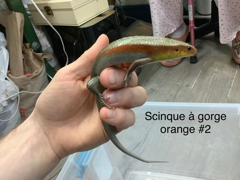 Orange-throated Skink #2
