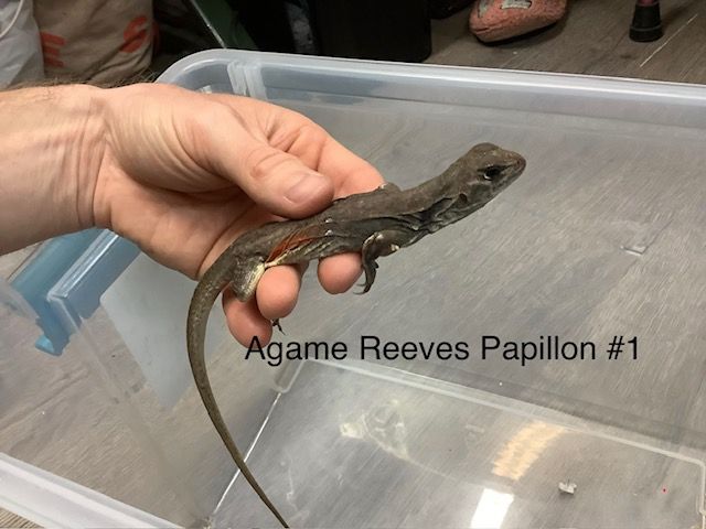 Reeves's butterfly lizard #1