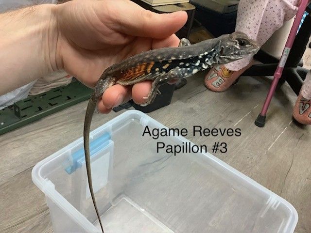 Reeves's butterfly lizard #3