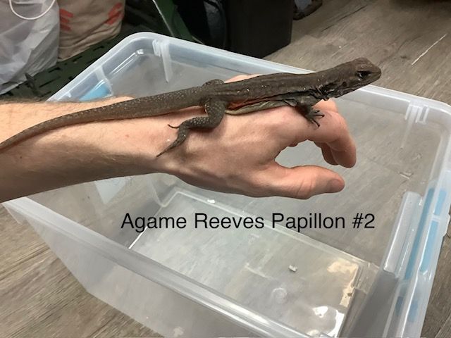 Reeves's butterfly lizard #2
