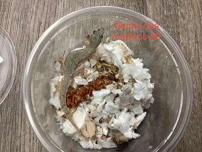 House Geckos #2