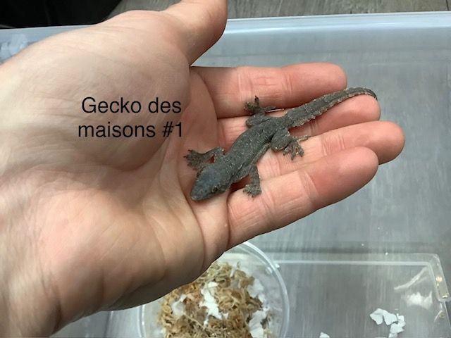 House Geckos #1 House Geckos #1
