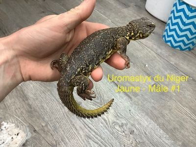 Uromastyx of the Niger Yellow Male #1