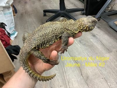Uromastyx of the Niger Yellow Male #2