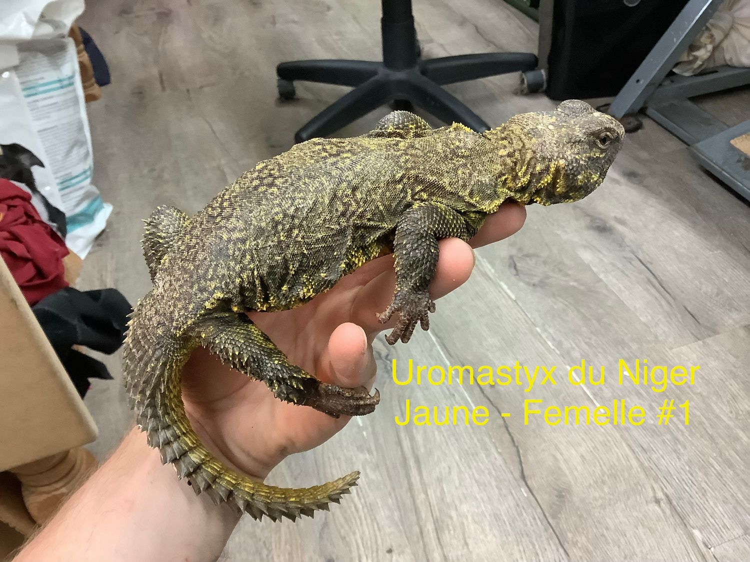 Uromastyx of the Niger Yellow Female #1