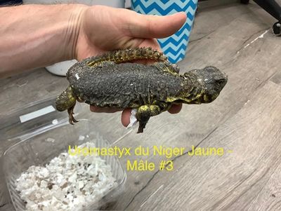 Uromastyx of the Niger Yellow Male #3