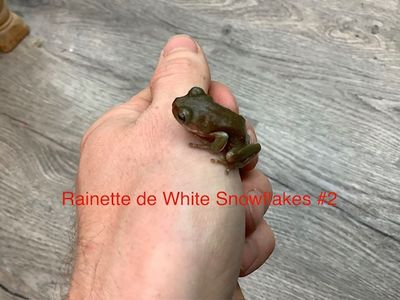 White tree frog ''Snowflake'' #2 AND #4