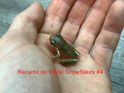 White tree frog ''Snowflake'' #2 AND #4