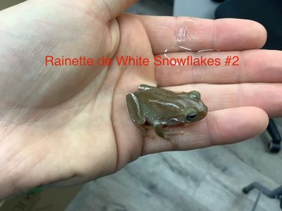 White tree frog ''Snowflake'' #2 AND #4