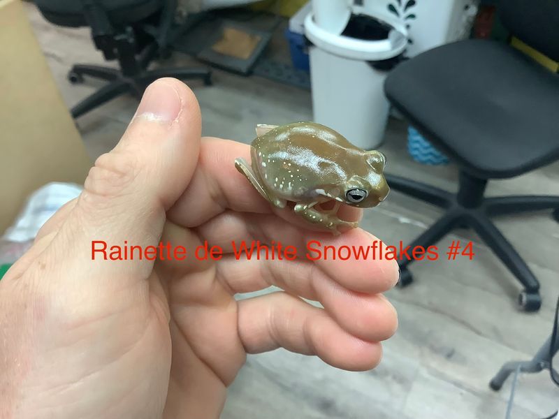 White tree frog ''Snowflake'' #2 AND #4