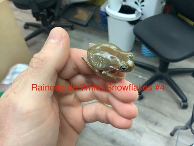 White tree frog ''Snowflake'' #2 AND #4