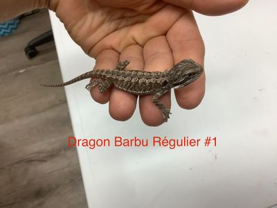 Bearded Dragon #1