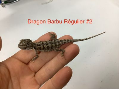 Bearded Dragon #2