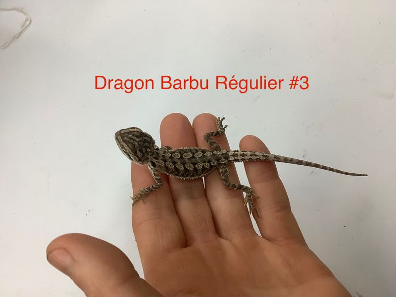 Bearded Dragon #3