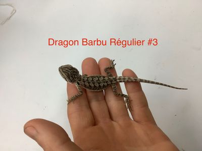 Bearded Dragon #3